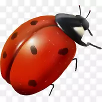 瓢虫昆虫红色卡通-红瓢虫-空若网 瓢虫昆虫红色卡通-红瓢虫-空若网