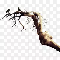 Ê÷Ö¦Ö²Ê÷-¿ÕÈôÍø Ê÷Ö¦Ö²Ê÷-¿ÕÈôÍø