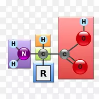 氨基酸、蛋白质、肽键、化学、生物-空若网 氨基酸、蛋白质、肽键、化学、生物-空若网