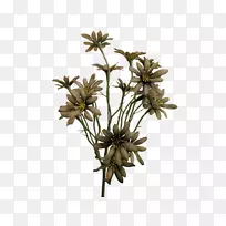 海王花植物茎德兰菊科花卉-空若网 海王花植物茎德兰菊科花卉-空若网