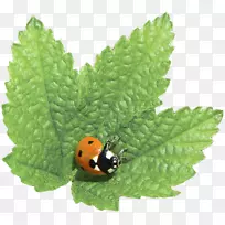 昆虫土壤-叶面瓢虫-空若网 昆虫土壤-叶面瓢虫-空若网