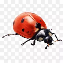 瓢虫昆虫档案大小剪贴画-Joaninha-空若网 瓢虫昆虫档案大小剪贴画-Joaninha-空若网