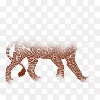 老虎长颈鹿猫陆生动物野生动物-老虎-空若网 老虎长颈鹿猫陆生动物野生动物-老虎-空若网