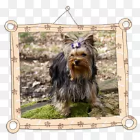 约克郡猎犬澳大利亚丝毛猎犬澳大利亚猎犬伴犬品种约克郡猎犬-空若网 约克郡猎犬澳大利亚丝毛猎犬澳大利亚猎犬伴犬品种约克郡猎犬-空若网