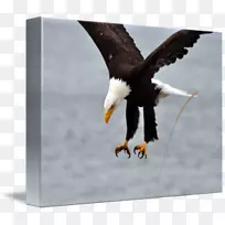 ͺӥ��Ӱ-������