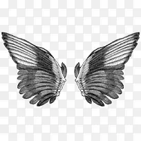 鸟画夹艺术-鸟-空若网 鸟画夹艺术-鸟-空若网