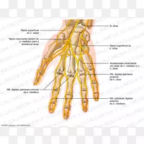 尺神经手人体解剖神经系统手-空若网 尺神经手人体解剖神经系统手-空若网