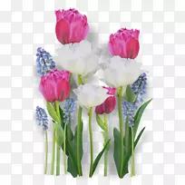 郁金香切花花束郁金香-空若网 郁金香切花花束郁金香-空若网