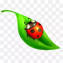 瓢虫昆虫绘画剪贴画.昆虫-空若网 瓢虫昆虫绘画剪贴画.昆虫-空若网