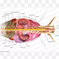 神经设计-空若网 神经设计-空若网