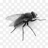 �ɼ�����-��ӬPNG�������-������