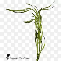 Ìð²ÝÖ²Îï¾¥Ò¶ÉÌÆ·»¨Ò¶-¿ÕÈôÍø Ìð²ÝÖ²Îï¾¥Ò¶ÉÌÆ·»¨Ò¶-¿ÕÈôÍø