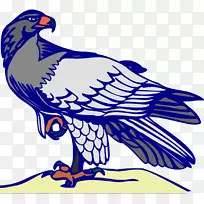 秃鹰鸟喙羽毛鹰-空若网 秃鹰鸟喙羽毛鹰-空若网