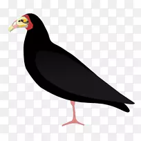 喙海鸟秃鹫水鸟-空若网 喙海鸟秃鹫水鸟-空若网