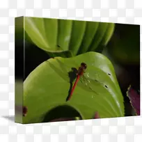 蜻蜓害虫叶蜻蜓-空若网 蜻蜓害虫叶蜻蜓-空若网