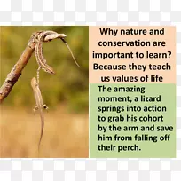 ���������ɫ��԰����-����-������