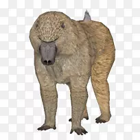 食肉毛皮野生动物陆生动物鼻子-狒狒-空若网 食肉毛皮野生动物陆生动物鼻子-狒狒-空若网