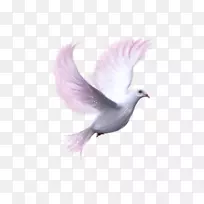 壁虎下载剪贴画-和平的象征-空若网 壁虎下载剪贴画-和平的象征-空若网