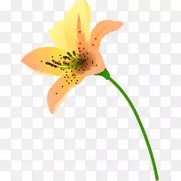 �����뿪��ֲ�ﾥ-������