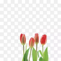郁金香切花-郁金香-空若网 郁金香切花-郁金香-空若网