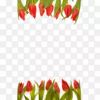 郁金香切花花型花束郁金香-空若网 郁金香切花花型花束郁金香-空若网