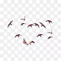 水鸟喙鸟-空若网 水鸟喙鸟-空若网