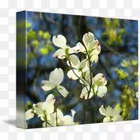 开花植物野花分枝-白花树-空若网 开花植物野花分枝-白花树-空若网