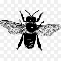 蜜蜂昆虫剪贴画飞蜂-空若网 蜜蜂昆虫剪贴画飞蜂-空若网