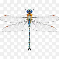 蜻蜓昆虫剪贴画.手绘蜻蜓-空若网 蜻蜓昆虫剪贴画.手绘蜻蜓-空若网