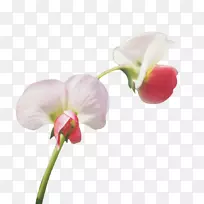 豌豆花角-豌豆花角-空若网 豌豆花角-豌豆花角-空若网