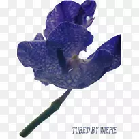 开花植物-紫兰花-空若网 开花植物-紫兰花-空若网