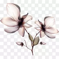 兰花-空若网 兰花-空若网