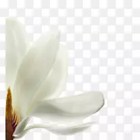 法国花瓣辣椒开花植物木兰-法国-空若网 法国花瓣辣椒开花植物木兰-法国-空若网