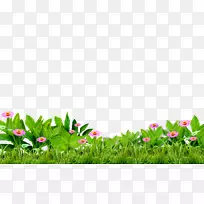 绿草-空若网 绿草-空若网