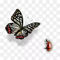 蝴蝶昆虫-空若网 蝴蝶昆虫-空若网