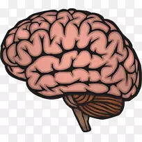 人脑绘图神经系统.脑PNG载体元件-空若网 人脑绘图神经系统.脑PNG载体元件-空若网