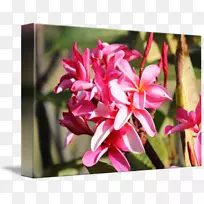 花瓣粉红色m花期rtv粉红色开花植物-热带粉红色-空若网 花瓣粉红色m花期rtv粉红色开花植物-热带粉红色-空若网