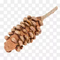 澳洲大叶班克夏(Banksia Grandis Banksia Sphaercarpa Strobilus)木材加工-麻省理工学院-空若网 澳洲大叶班克夏(Banksia Grandis Banksia Sphaercarpa Strobilus)木材加工-麻省理工学院-空若网