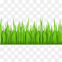 剪贴画-柠檬草-空若网 剪贴画-柠檬草-空若网