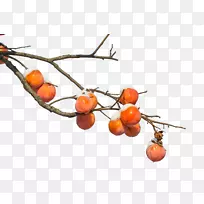 柿子枝果冬柿子-空若网 柿子枝果冬柿子-空若网