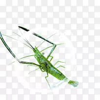 �ȳ�Ϻ��Ϻ-������