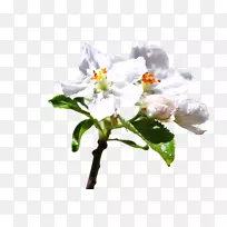 切花,植物茎,丁香,开花植物-丁香-空若网 切花,植物茎,丁香,开花植物-丁香-空若网