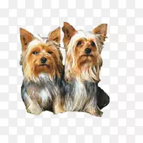 约克郡猎犬,澳大利亚丝毛猎犬,澳大利亚猎犬,诺维奇猎犬,莫基-约克郡-空若网 约克郡猎犬,澳大利亚丝毛猎犬,澳大利亚猎犬,诺维奇猎犬,莫基-约克郡-空若网