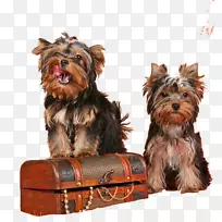 约克郡猎犬澳大利亚丝毛猎犬伴犬品种-小狗-空若网 约克郡猎犬澳大利亚丝毛猎犬伴犬品种-小狗-空若网