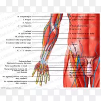 ��ָ�켡ǰ��ǰ���-������