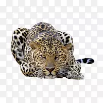 ������צ�۱�è�Ʊ�ֽ-��PNG-������