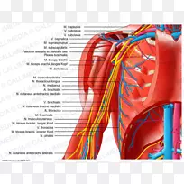 人体神经系统手臂的肩部神经轮廓-空若网 人体神经系统手臂的肩部神经轮廓-空若网