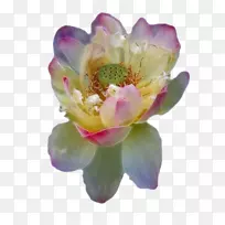 花睡莲花设计-花-空若网 花睡莲花设计-花-空若网