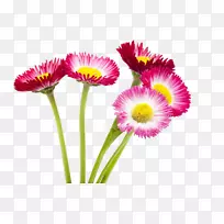 野菊花-空若网 野菊花-空若网