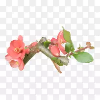 花瓣分枝叶-空若网 花瓣分枝叶-空若网